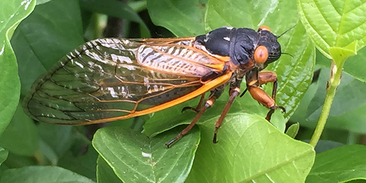 Image of cicada on leaf